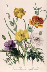 Valmuer og anemoner, tavle 5 fra „The Ladies